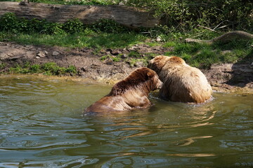 Wisentgehege Springe (Germany)