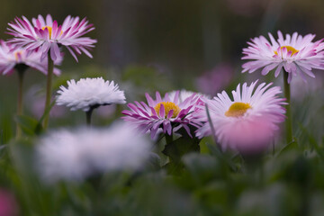 A closeup shot of a chamomile blooming flowers by spring day