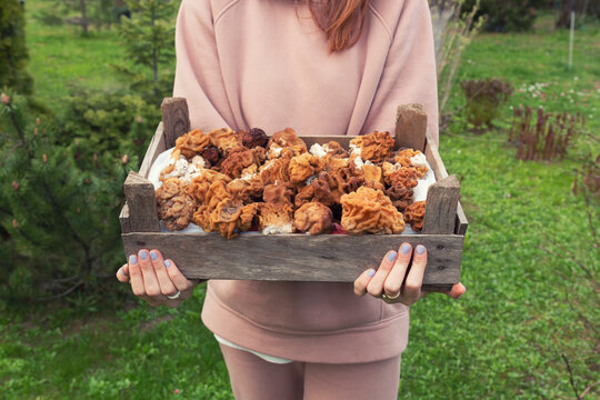 A closeup shot of gyromitra gigas in a box in female hands by spring day. A forager is holding fungi