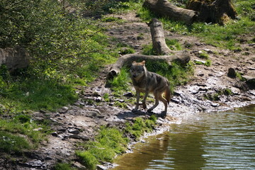 Wisentgehege Springe (Germany)