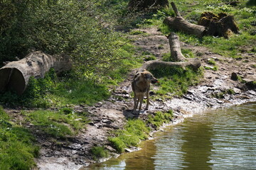 Wisentgehege Springe (Germany)