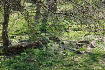 Wisentgehege Springe (Germany)