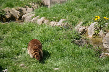 Wisentgehege Springe (Germany)