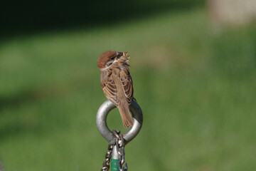 羽根に草の実が付いていたことに気づくスズメ