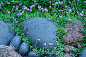 石のまわりをぐるりとイワダレソウが飾る