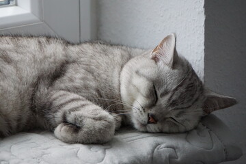 Cat / Katze