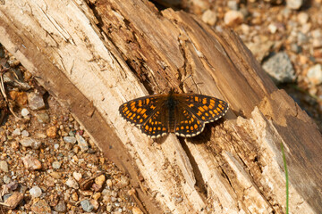 Wachtelweizen-Scheckenfalter (Melitaea athalia) beim Sonnenbad	
