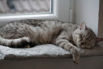 Cat / Katze