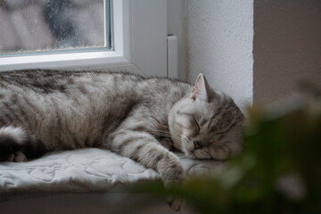 Cat / Katze