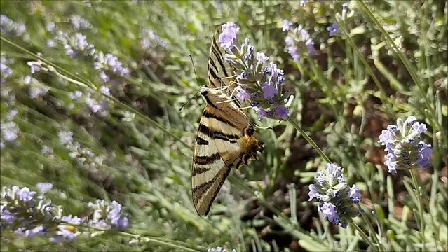 Mariposa chupaleches (iphiclides feisthamelii) libando alrededor de un ramillete de flores de lavanda.