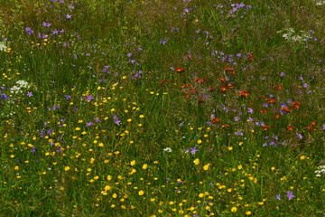 Blumenwiese im Sommer auf dem Erzgebirgskamm