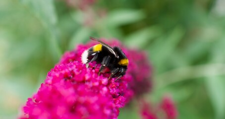 bumblebee on flower