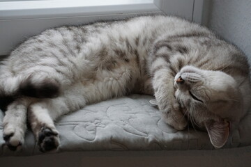 Cat / Katze