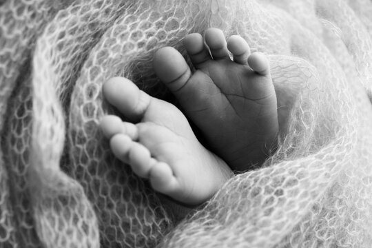 Soft feet of a newborn in a woolen blanket. Close-up of toes, heels and feet of a baby.The tiny foot of a newborn. Baby feet covered with isolated background. Black and white studio macro photography