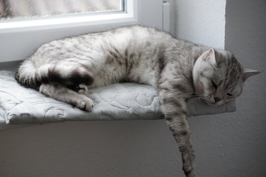 Cat / Katze