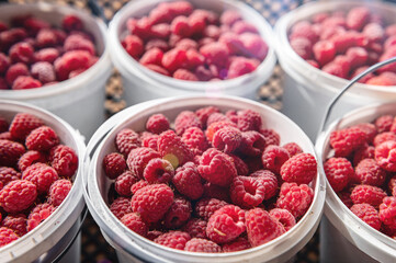 Raspberry harvest. Lots of raspberries in a bucket.