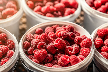 Raspberry harvest. Lots of raspberries in a bucket.
