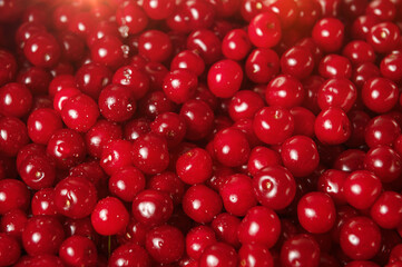Fresh cherry close-up. Cherry Background. Sweet organic cherries. Red cherries background.