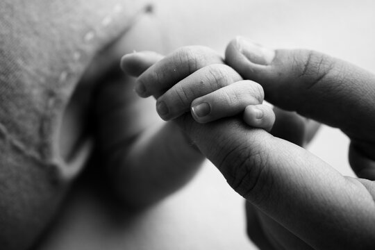Close-up little hand of child and palm of mother and father. The newborn baby has a firm grip on the parent's finger after birth. A newborn holds on to mom's, dad's finger. Black and white photo.