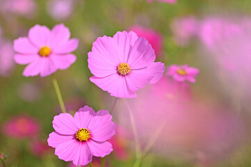 Fototapeta premium 佐賀空港コスモス園