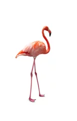 Fotobehang Roze flamingo geïsoleerd op wit. © Nancy Pauwels