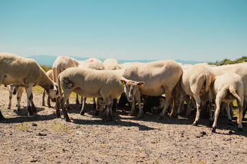 Moutons de Pierre-sur-Haute