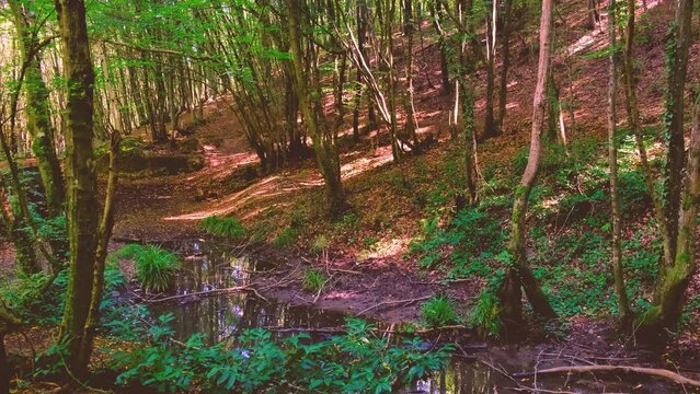 Polonezkoy forest Istanbul footage under trees in autumn
