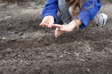 a girl plants beet seeds in the ground in the spring