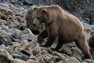  Grizzlybär, auch als Ursus arctos horribilis bezeichnet auf der Insel Kodiak, wo die Bären...