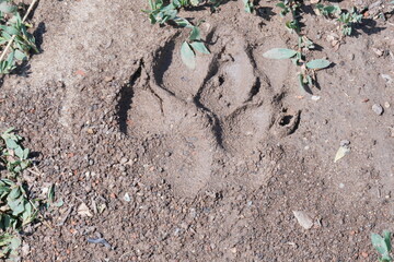 A dog's footprint on the wet ground.