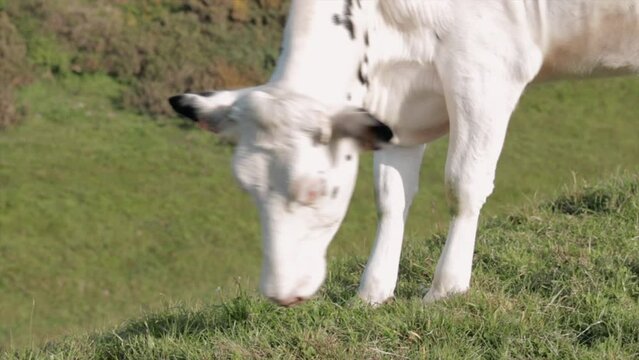 Vache broutant de l&rsquo;herbe dans un pr&eacute; au coucher du soleil pr&egrave;s de Vaucottes en Normandie en France en Europe gros plan