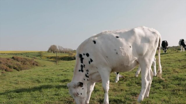 Vaches se promenant et broutant dans un champ au coucher du soleil pr&egrave;s de Vaucottes en Normandie en France en Europe