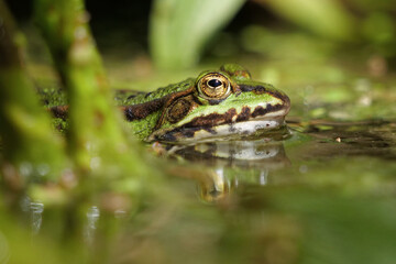 grüner wasserfrosch, nahaufnahme vom kopf, der aus dem wasser guckt, rana und oder polyphylax esculenta