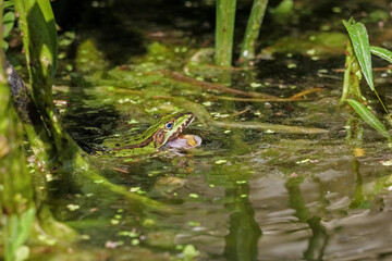 ein grüner wasserfrosch schwimmt im wasser und fängt mit der zunge einen wurm, rana und oder polyphylax esculenta