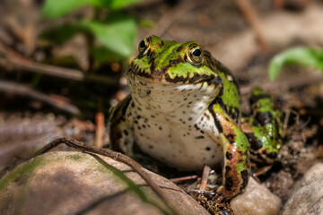 ein grüner wasserfrosch sitzt am ufer, rana und oder polyphylax esculenta