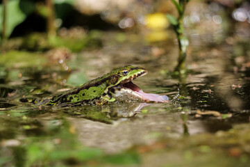 ein grüner wasserfrosch schwimmt im wasser und fängt mit der zunge einen wurm, rana und oder...