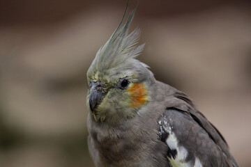 The cockatiel (Nymphicus hollandicus), also known as weiro bird, or quarrion, is a bird that is a member of its own branch of the cockatoo family endemic to Australia.