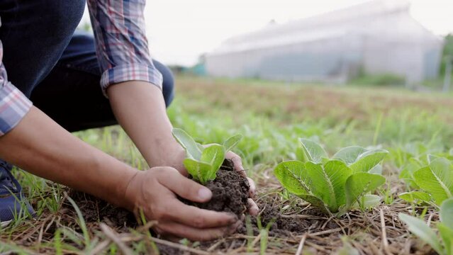 Organic vegetables. Close up hand farmer planting green cos seedling in vegetable plot and blurred background vegetable greenhouse. 