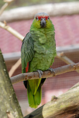 Red-crowned Parrot (Amazona viridigenalis) bird. High quality photo