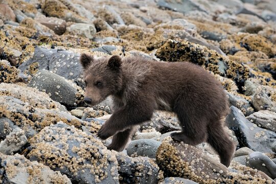  junger, niedlicher,  etwa vier Monate alter Grizzlybär - Die im Frühjahr geborenen Bärenjungen werden als Spring Cubs bezeichnet