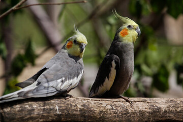 The cockatiel (Nymphicus hollandicus), also known as weiro bird, or quarrion, is a bird that is a member of its own branch of the cockatoo family endemic to Australia.