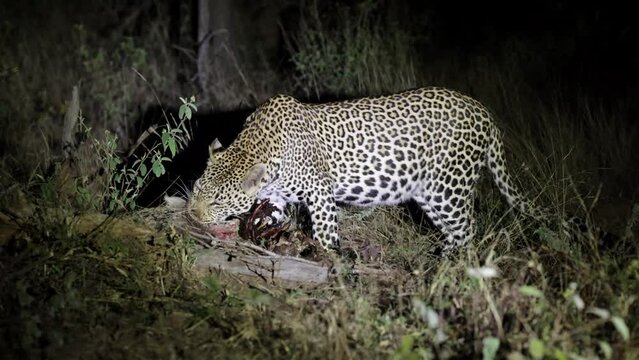 Leopard male feasting on a warthog