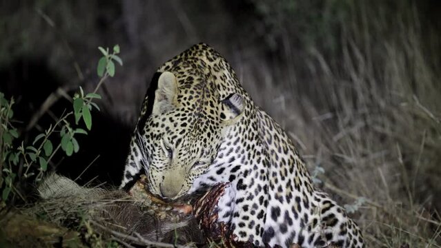 Young leopard male on a warthog carcass