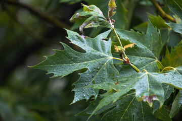 raindrops on green sycamore leaf