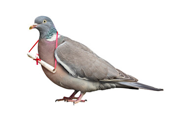 Carrier pigeon carrying and delivering mail message - 516157267