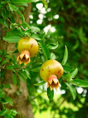 実りだした夏の柘榴の実