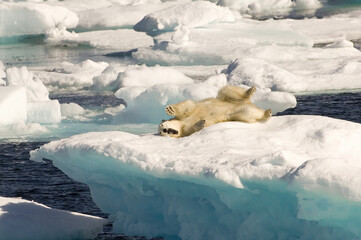 Polar Bear (Ursus maritimus) stretching on floating ice, Davis Strait, Nunavut, Canada