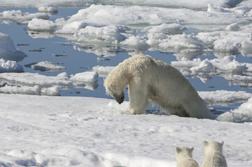 Female Polar bear (Ursus maritimus) with two cubs hunting a ringed seal, Pusa hispida, Phoca...