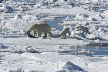 Female Polar bear (Ursus maritimus) with two cubs hunting dragging a dead ringed seal, Pusa...
