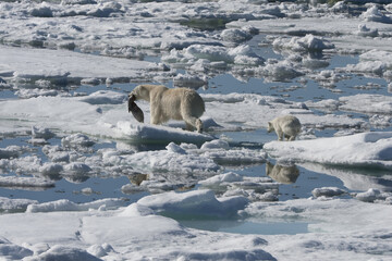 Female Polar bear (Ursus maritimus) with two cubs hunting dragging a dead ringed seal, Pusa...